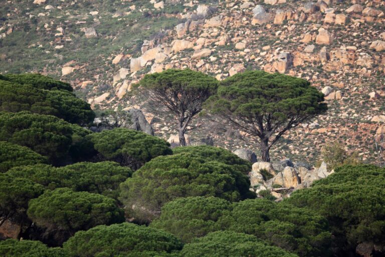 Ley Montes Andalucía gestión forestal sostenible