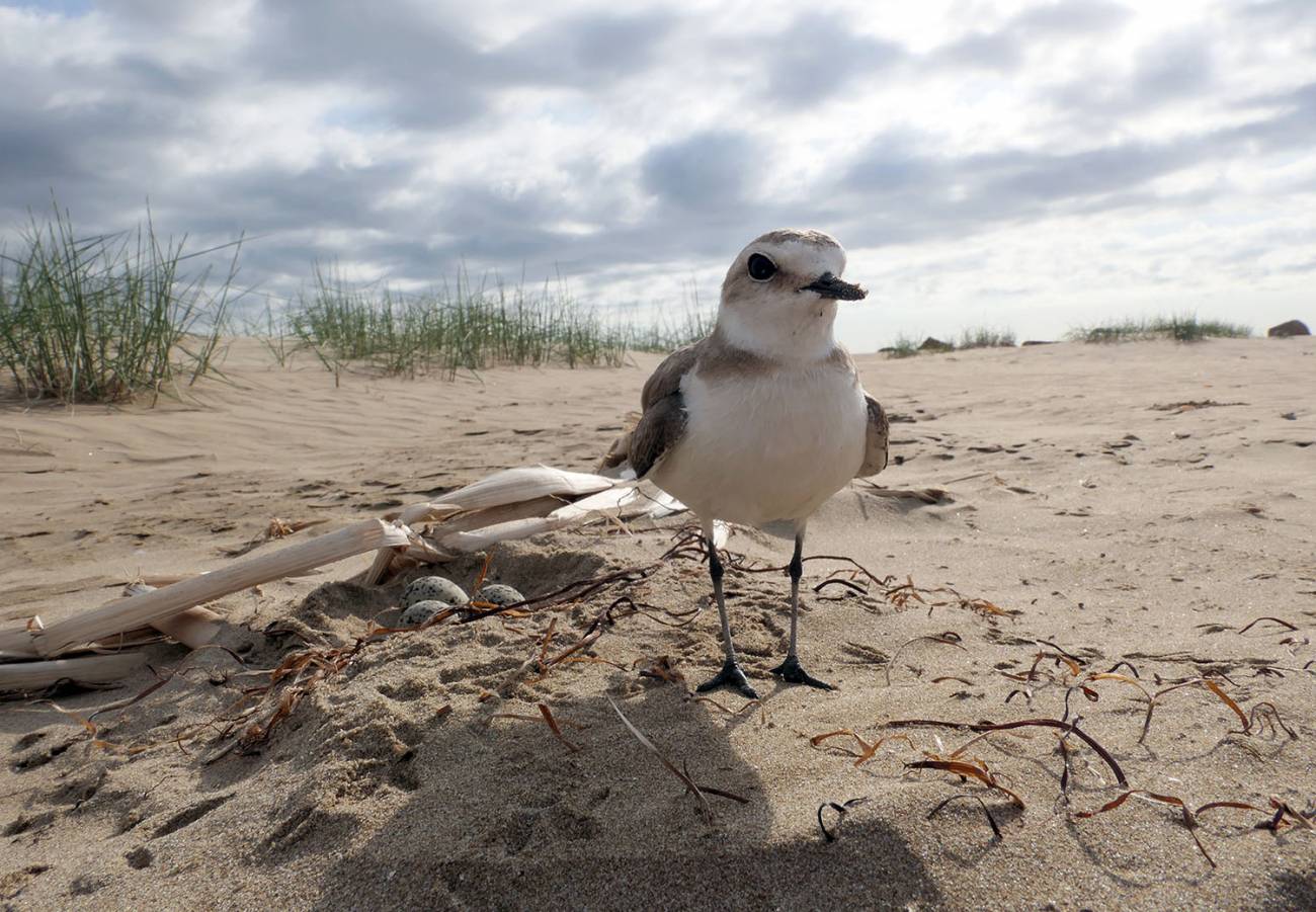 restauración dunas playas necesidades ecológicas especies