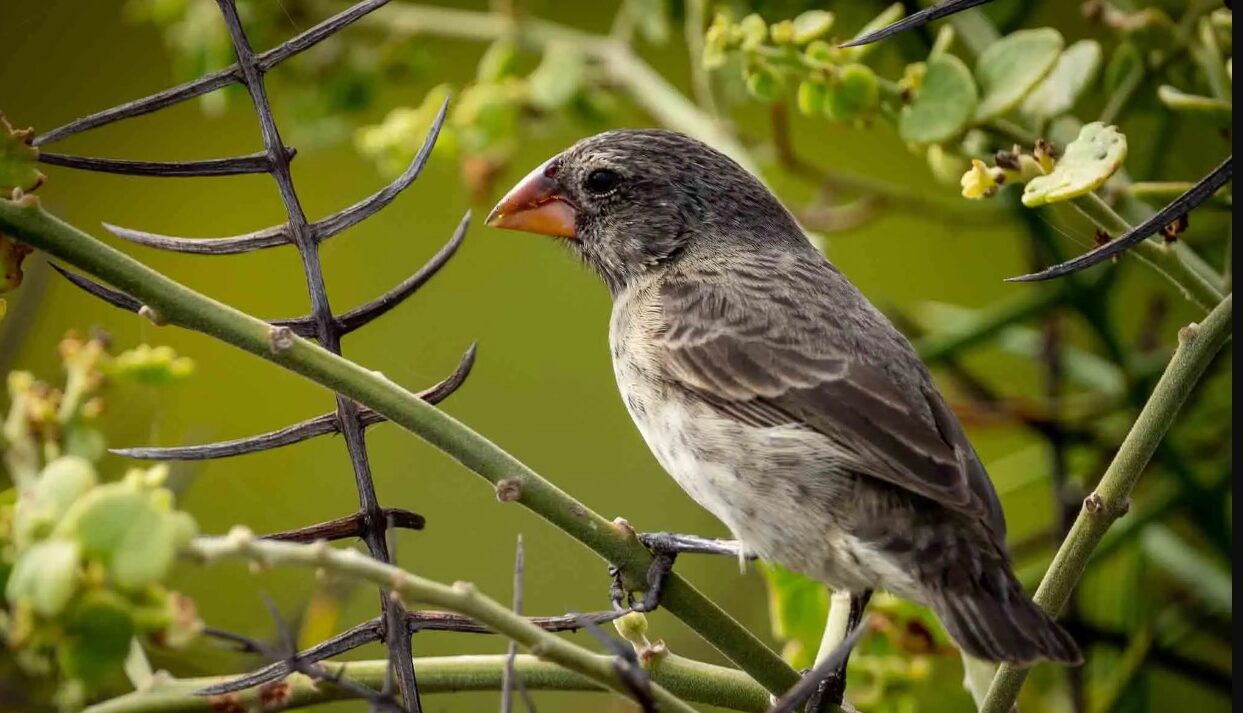 sequía pinzones Galápagos
