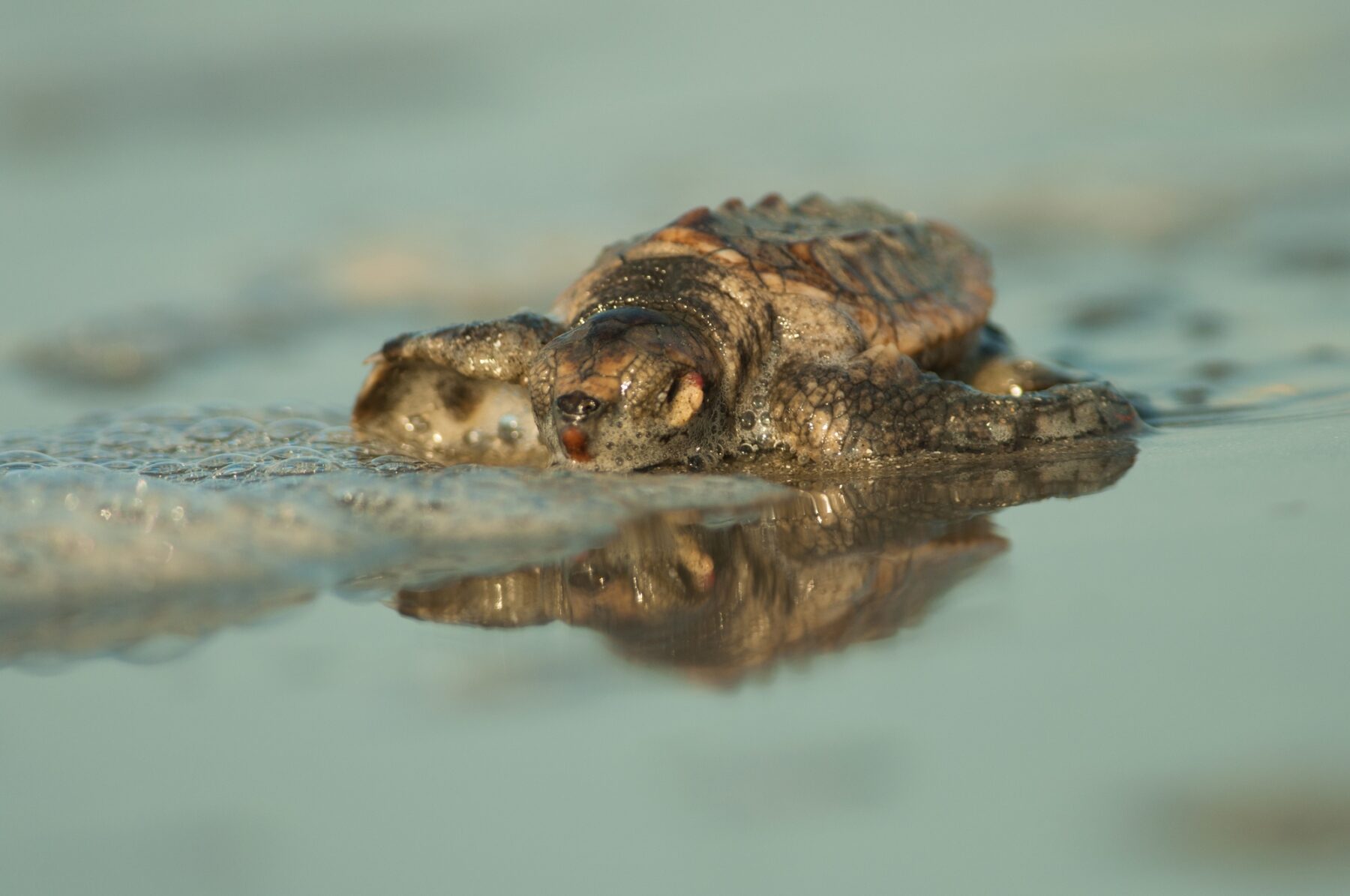 Life Intemares crías tortuga común boba
