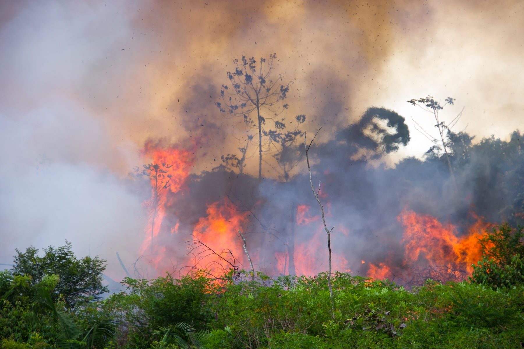 menonitas arrasan selvas Perú
