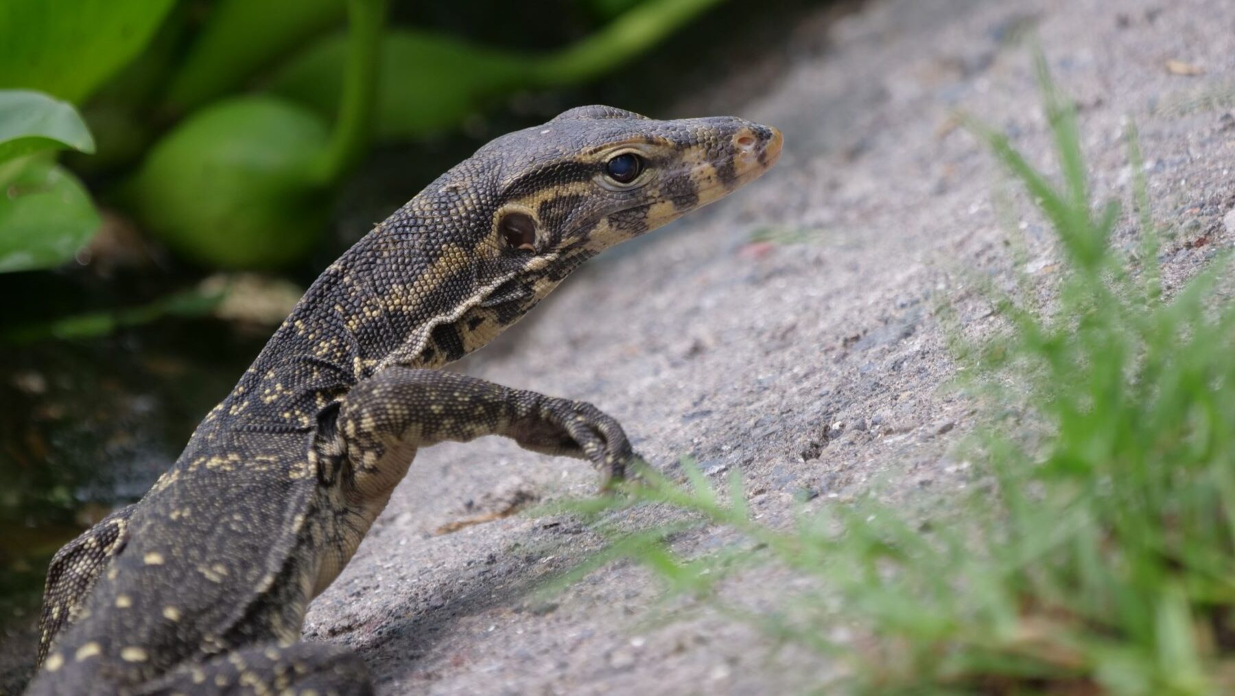Lagarto ciudades sudeste asiático
