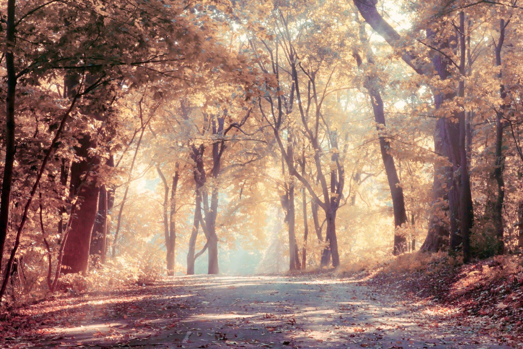 colores del otoño hojas marrones