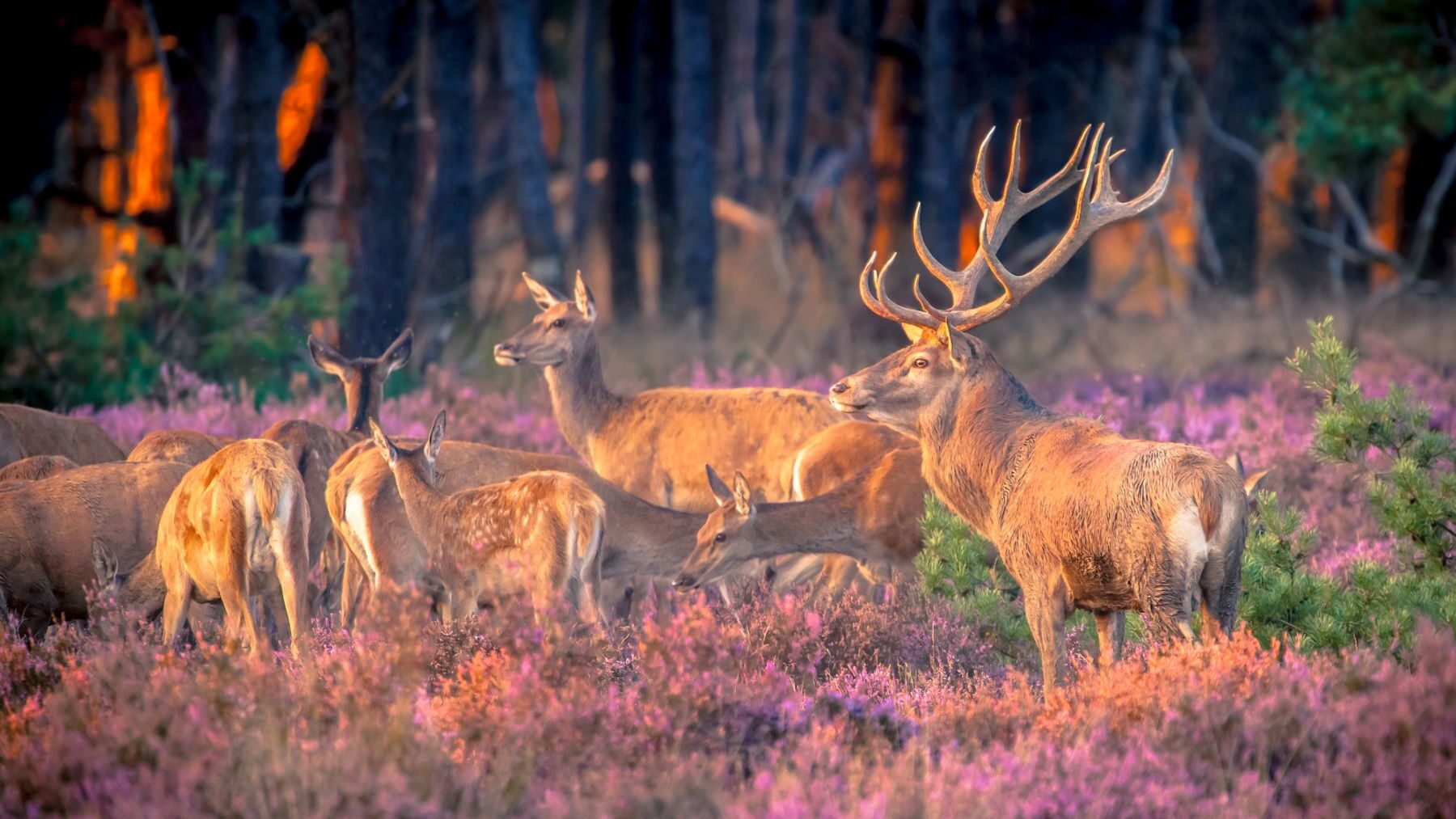 Perros caza Parque Nacional Monfragüe