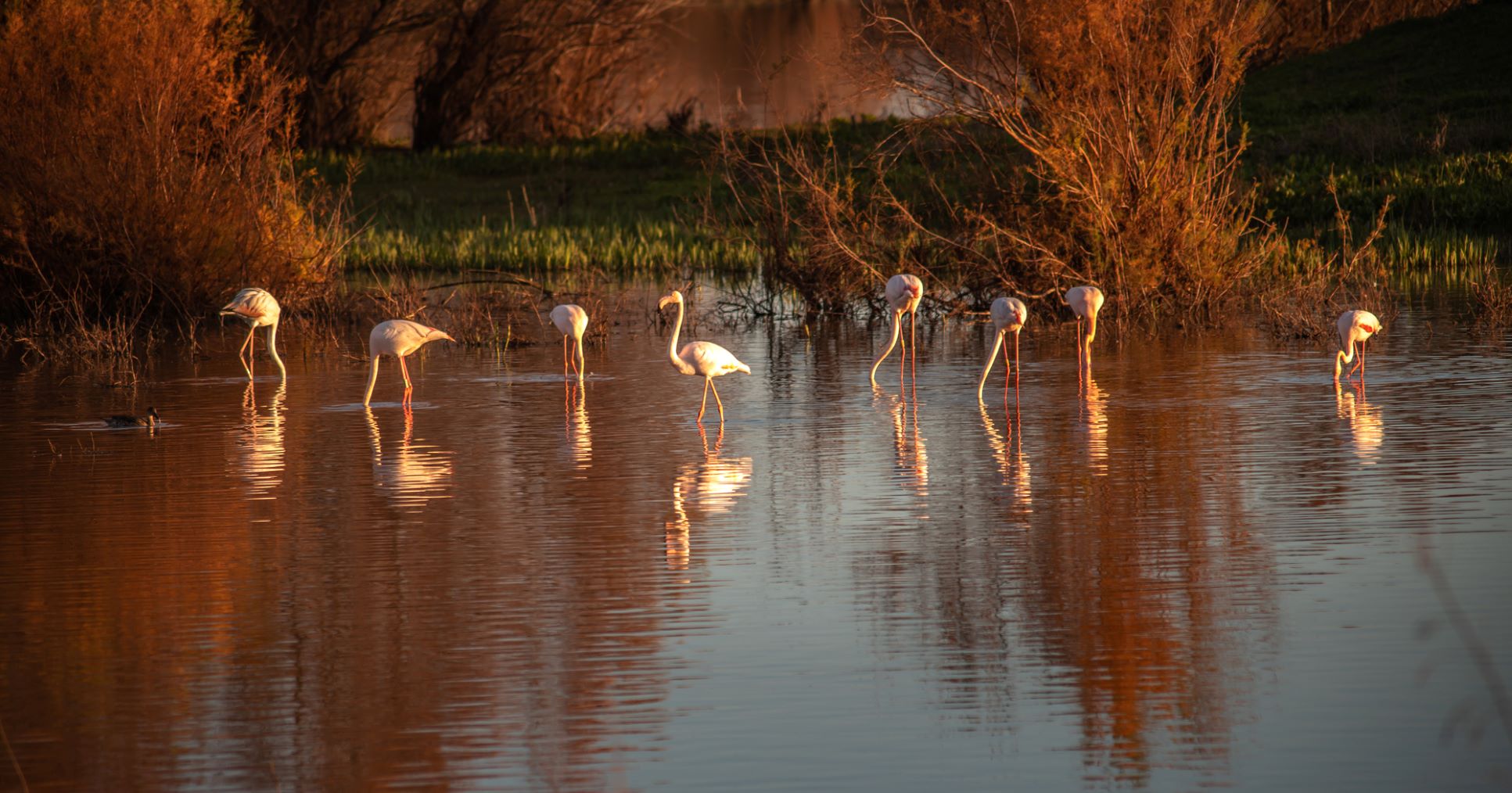 Plan Allen Doñana cambio climático