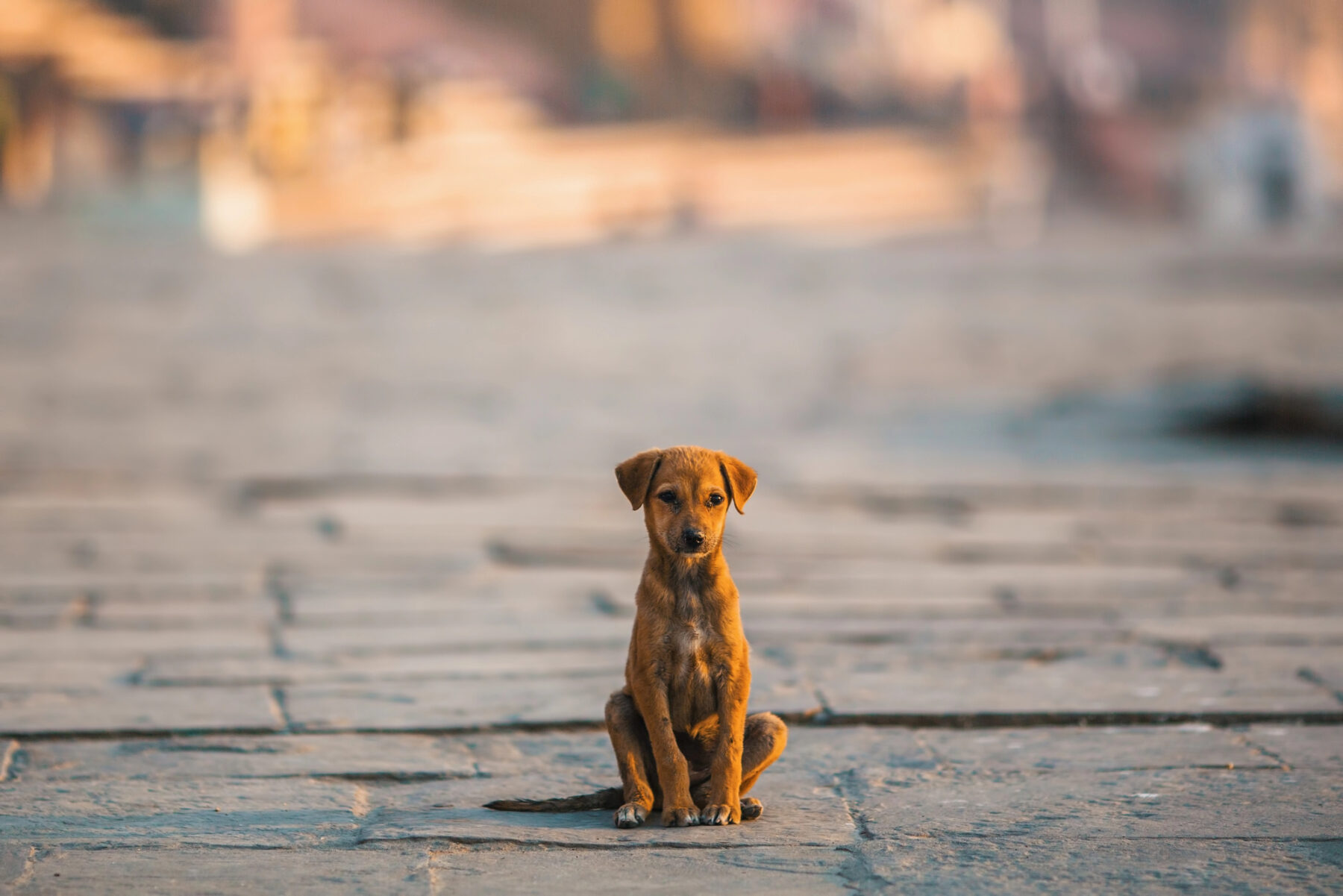 Abandono Animales Compañía Adopción