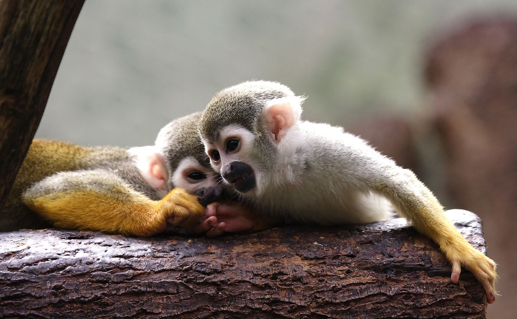 Primeras estimaciones de la COP16