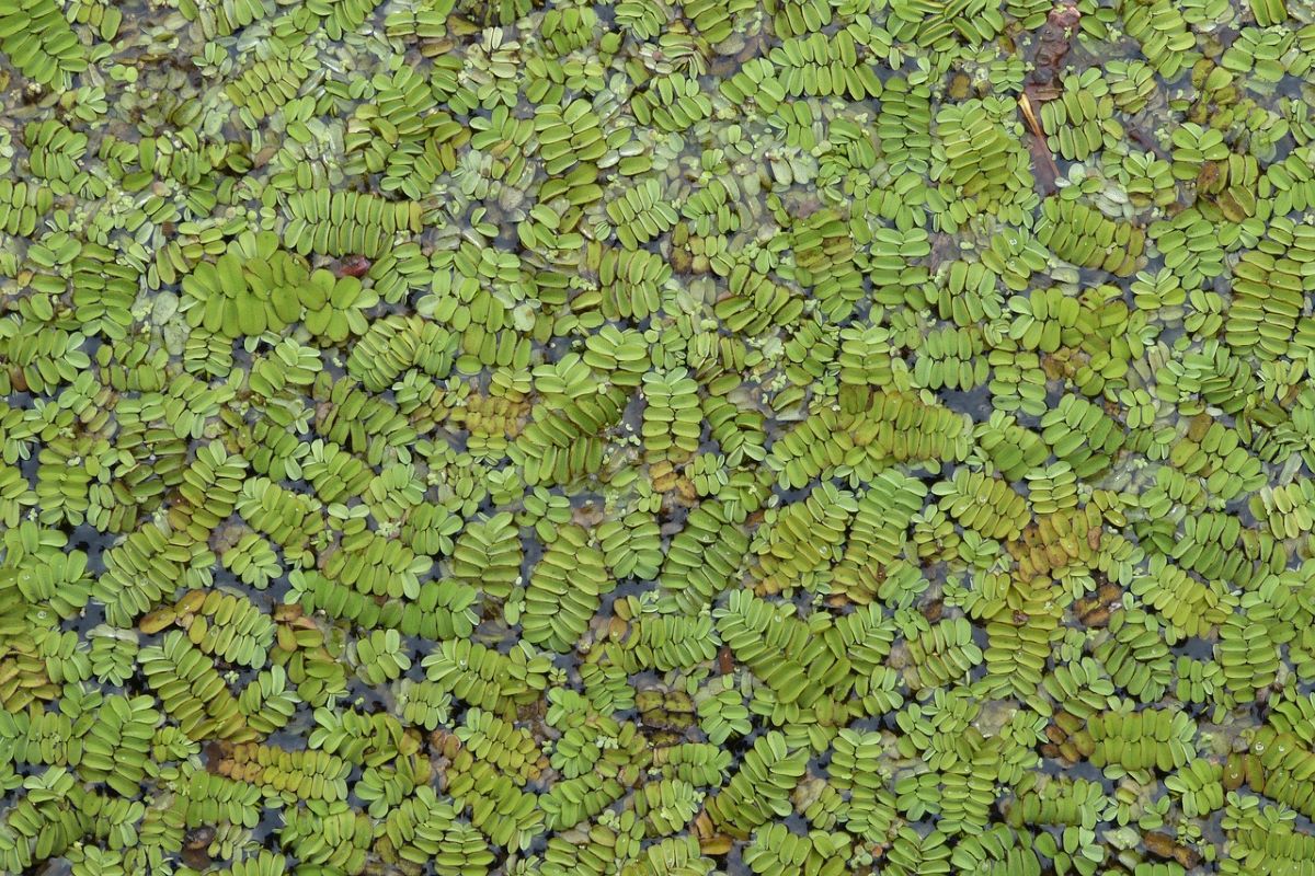 LIFE Alnus Taejo especies invasoras Alagón Francia Salamanca