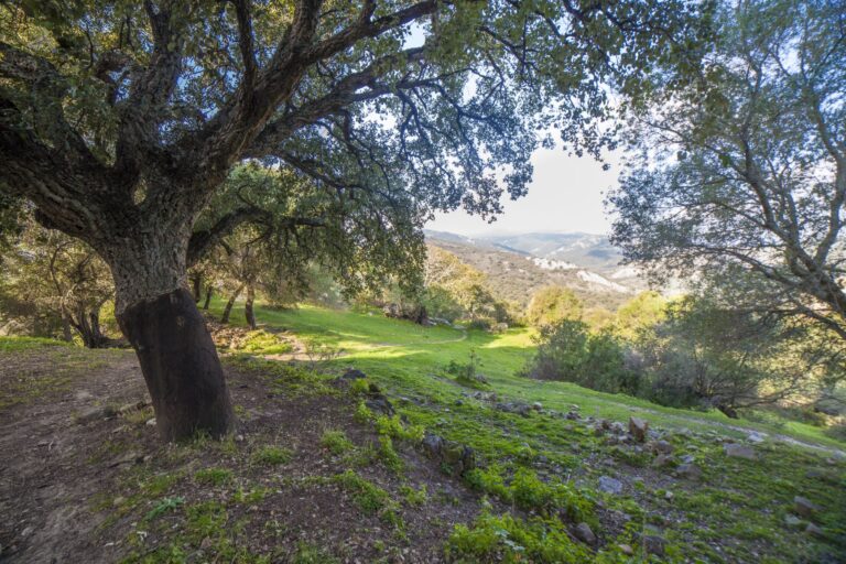 LIFE CO2RK cambio climático alcornocales Andalucía