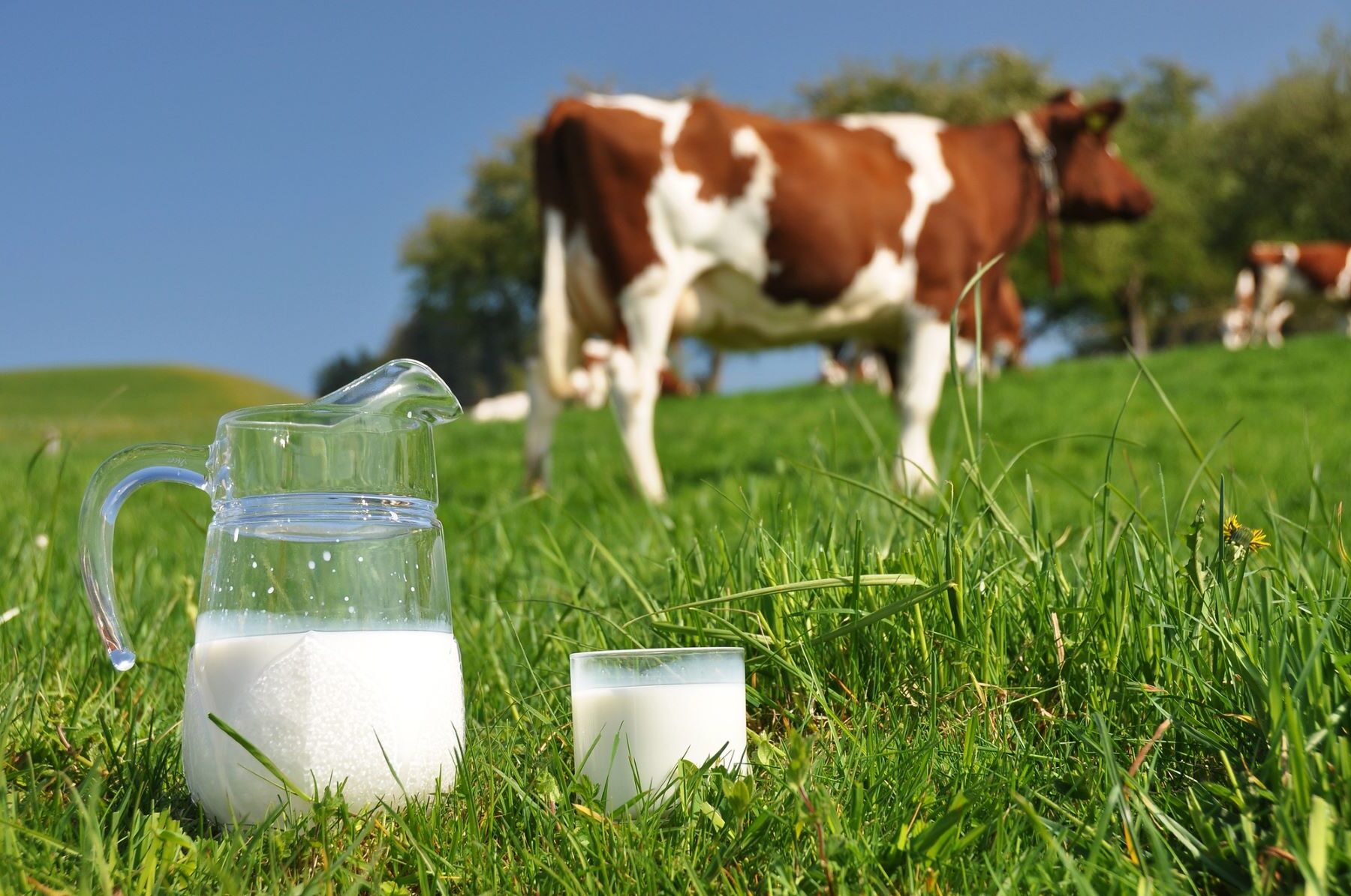 Proyecto SmartZ4Milk sostenibilidad sector lácteo Galicia