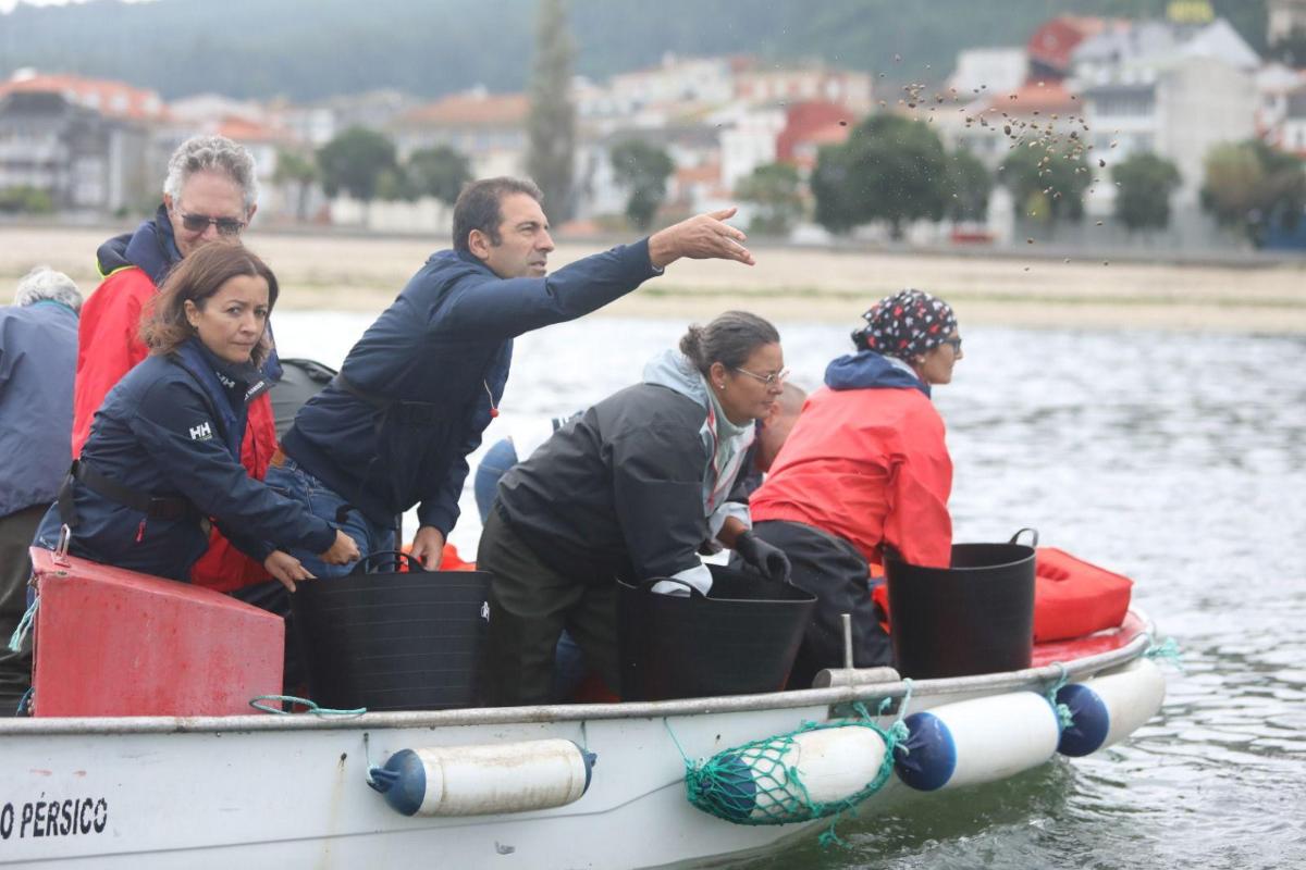 Corcubión almeja japonesa