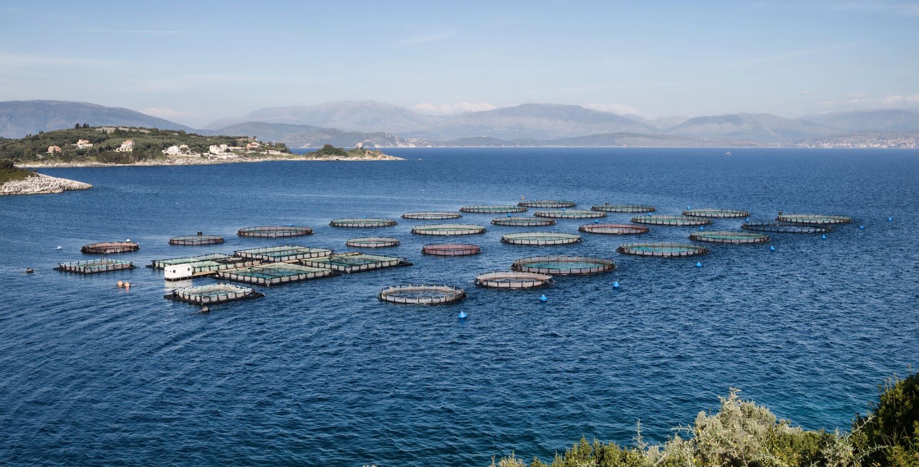 Salmón cultivo comunidades costeras vulnerables