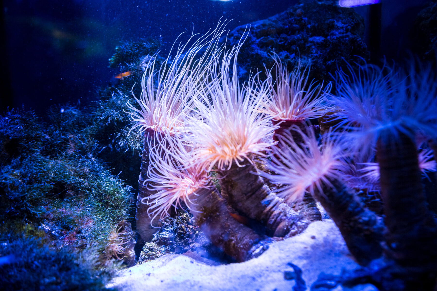 Simbiosis corales algas fotosintéticas Devónico