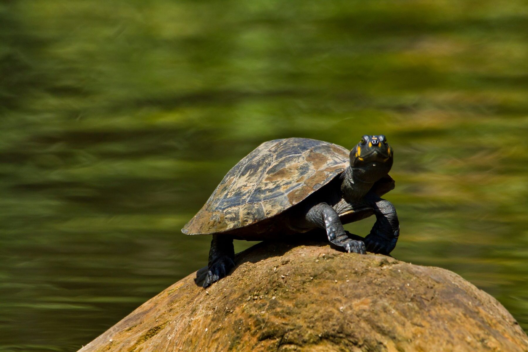 comercio ilegal fauna silvestre brasil