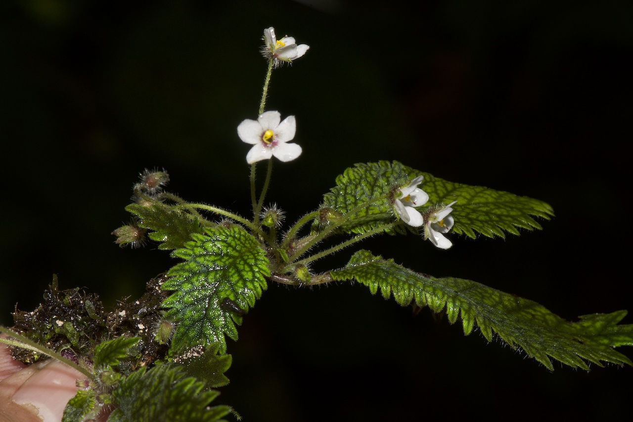 Planta Amalophyllon miraculum Ecuador