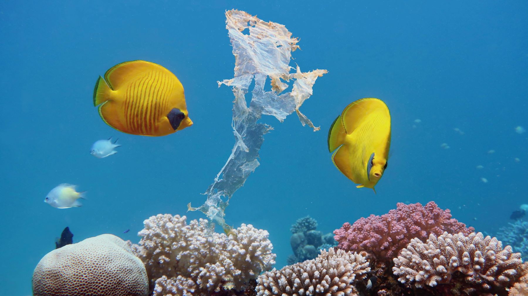 medio marino basuras