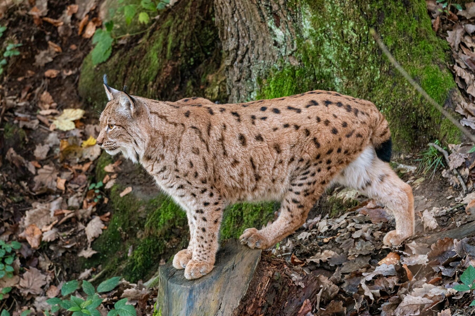 Veenita cría lince ibérico Centro Olivilla