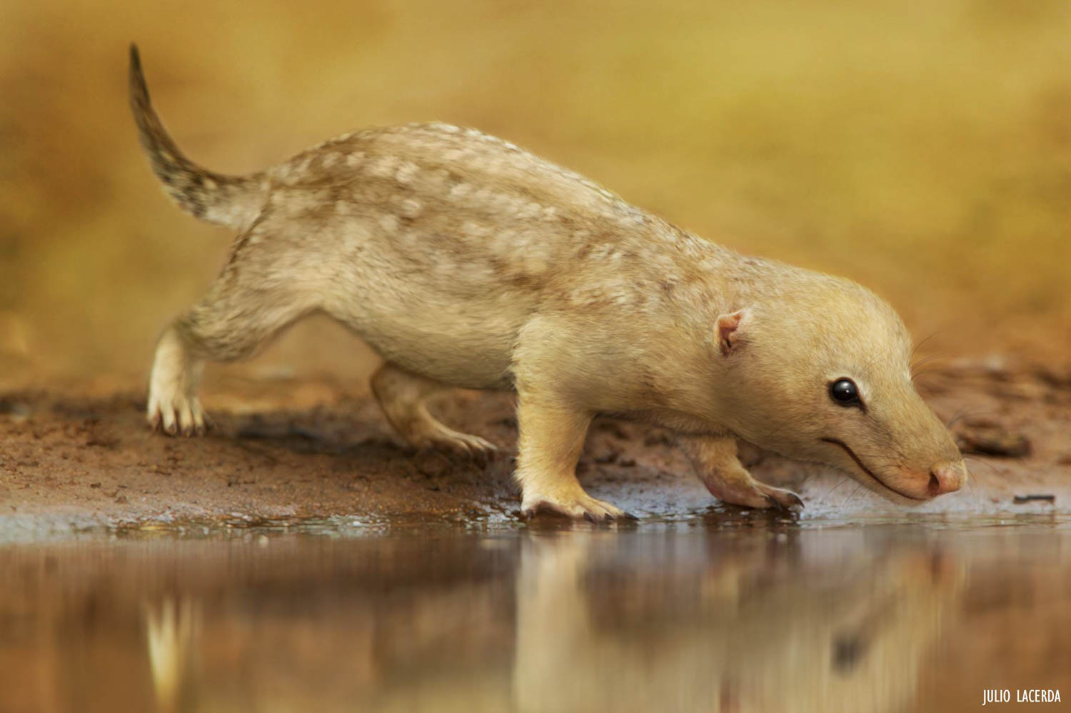 cinodontes descubrimiento evolución