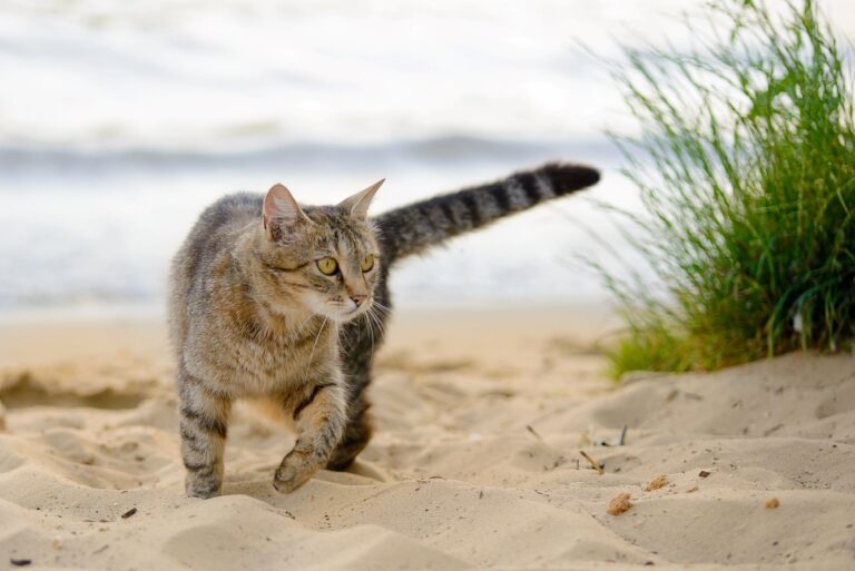 gestión población felina España