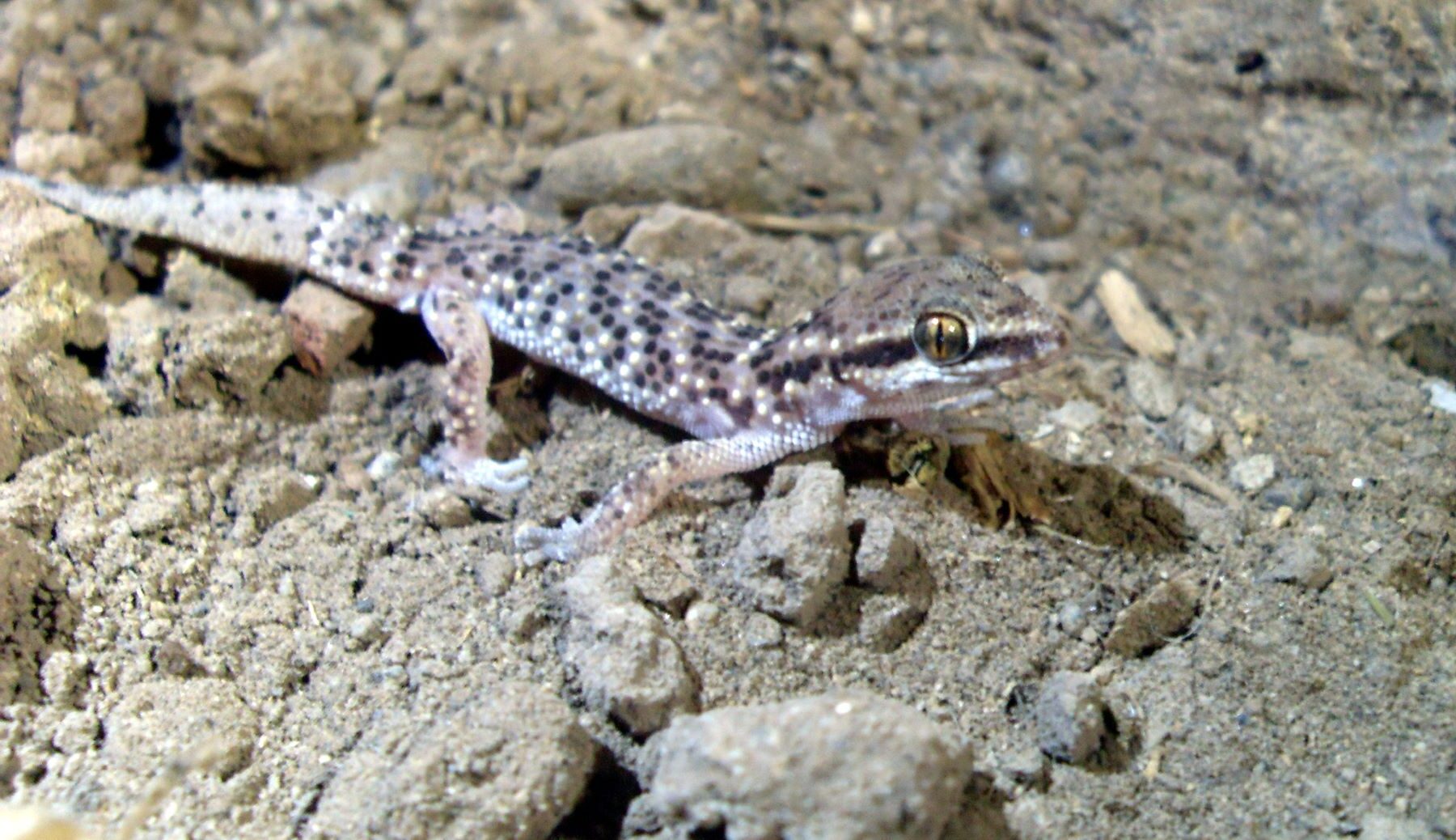 gecko Lima Phyllodactylus Sentosus