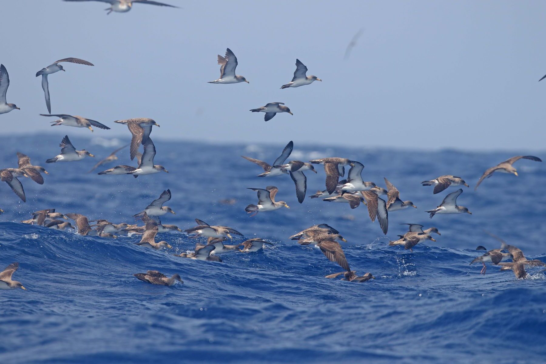 pardelas cenicientas deslumbradas Canarias