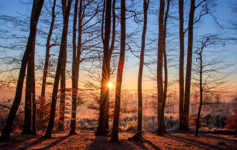 resiliencia forestal