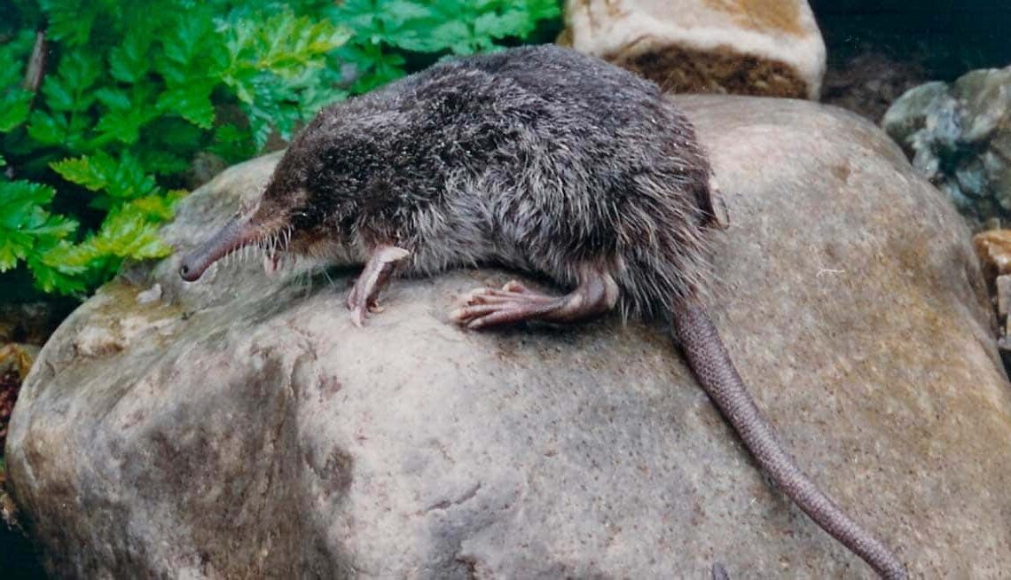 desmán peligro extinción