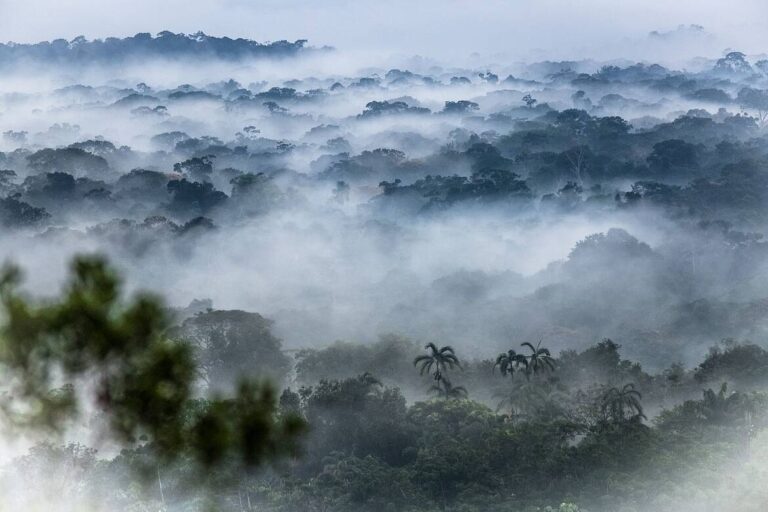 Amazonas narcotráfico deforestación GCF-Visión Amazonia biodiversidad