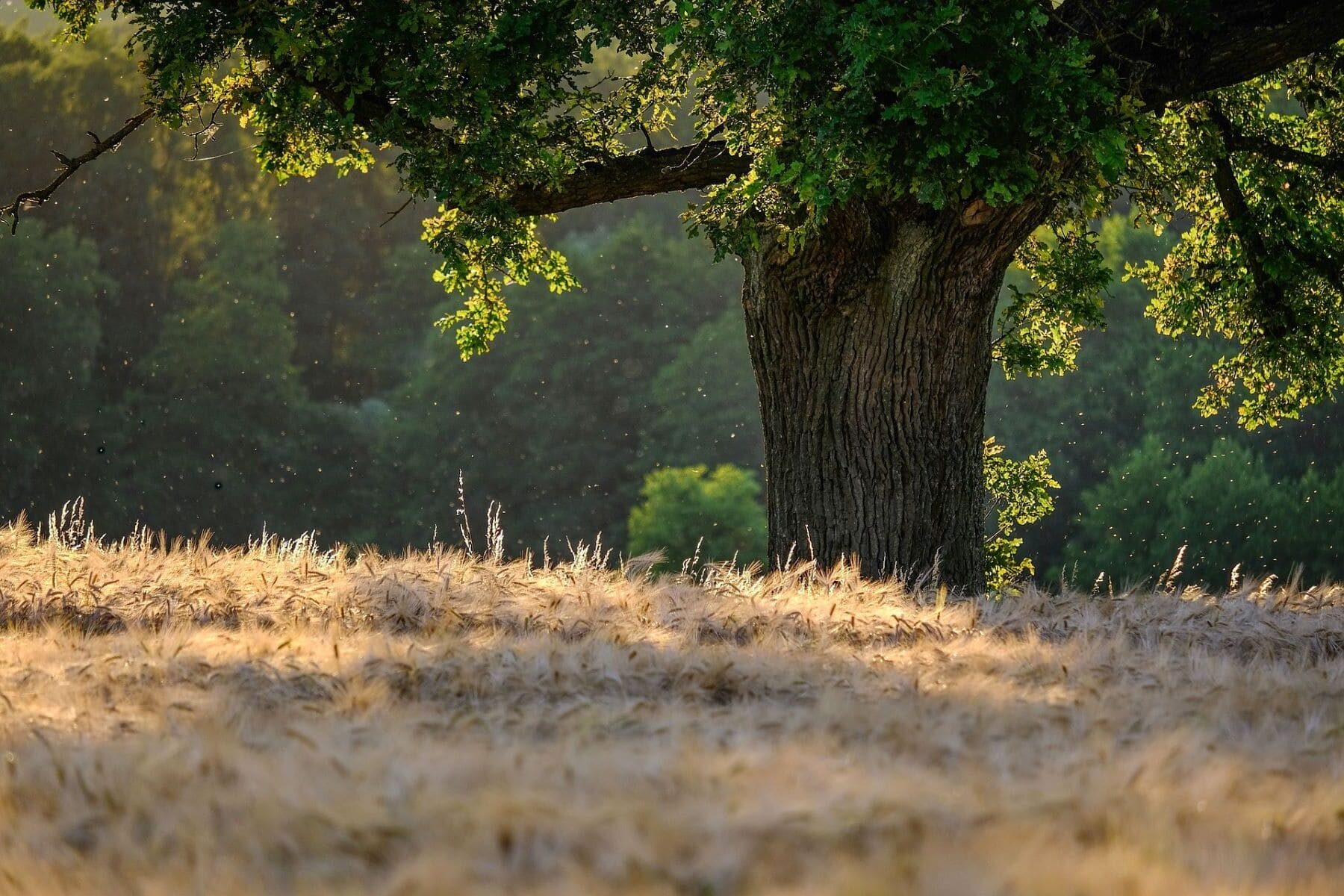 Andalucía construcción madera