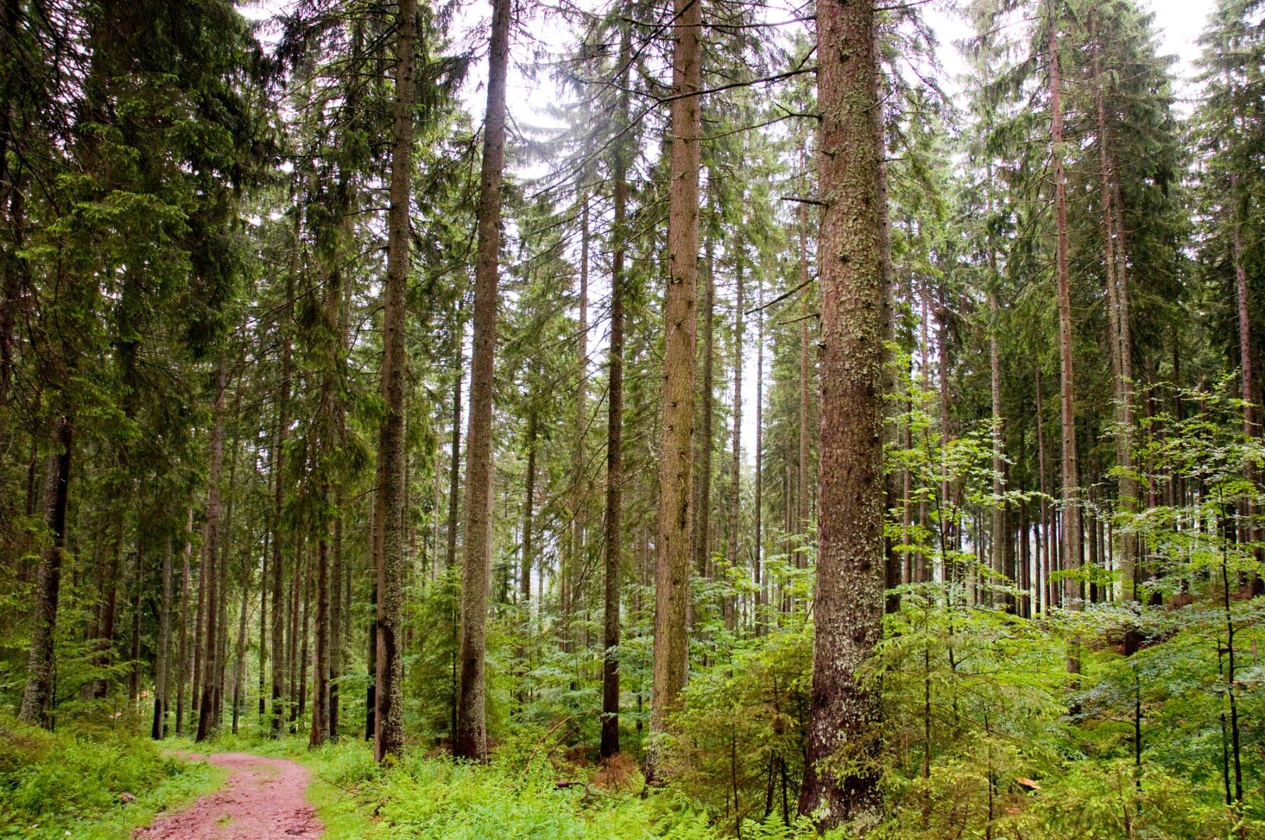 Andalucía economía circular política forestal 2025
