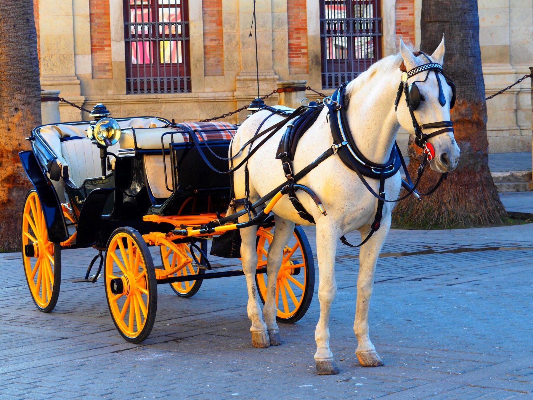 Córdoba coches caballos