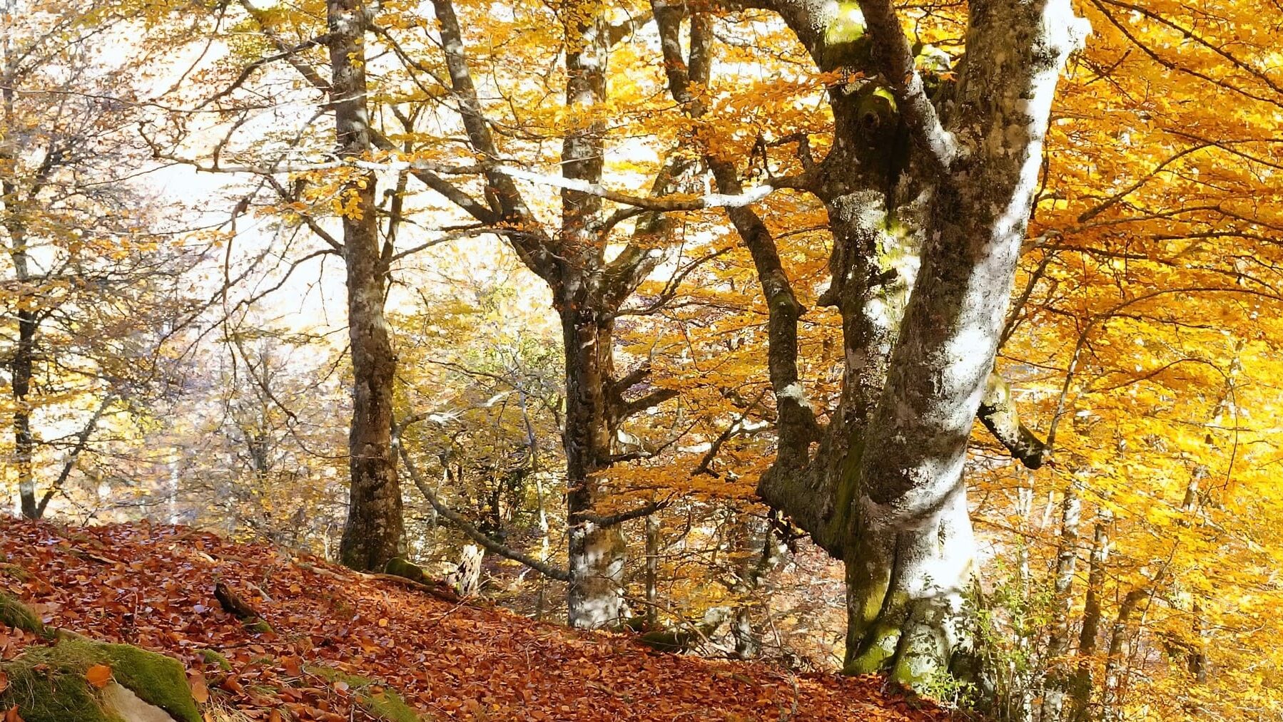 Asturias montes públicos sumideros CO2