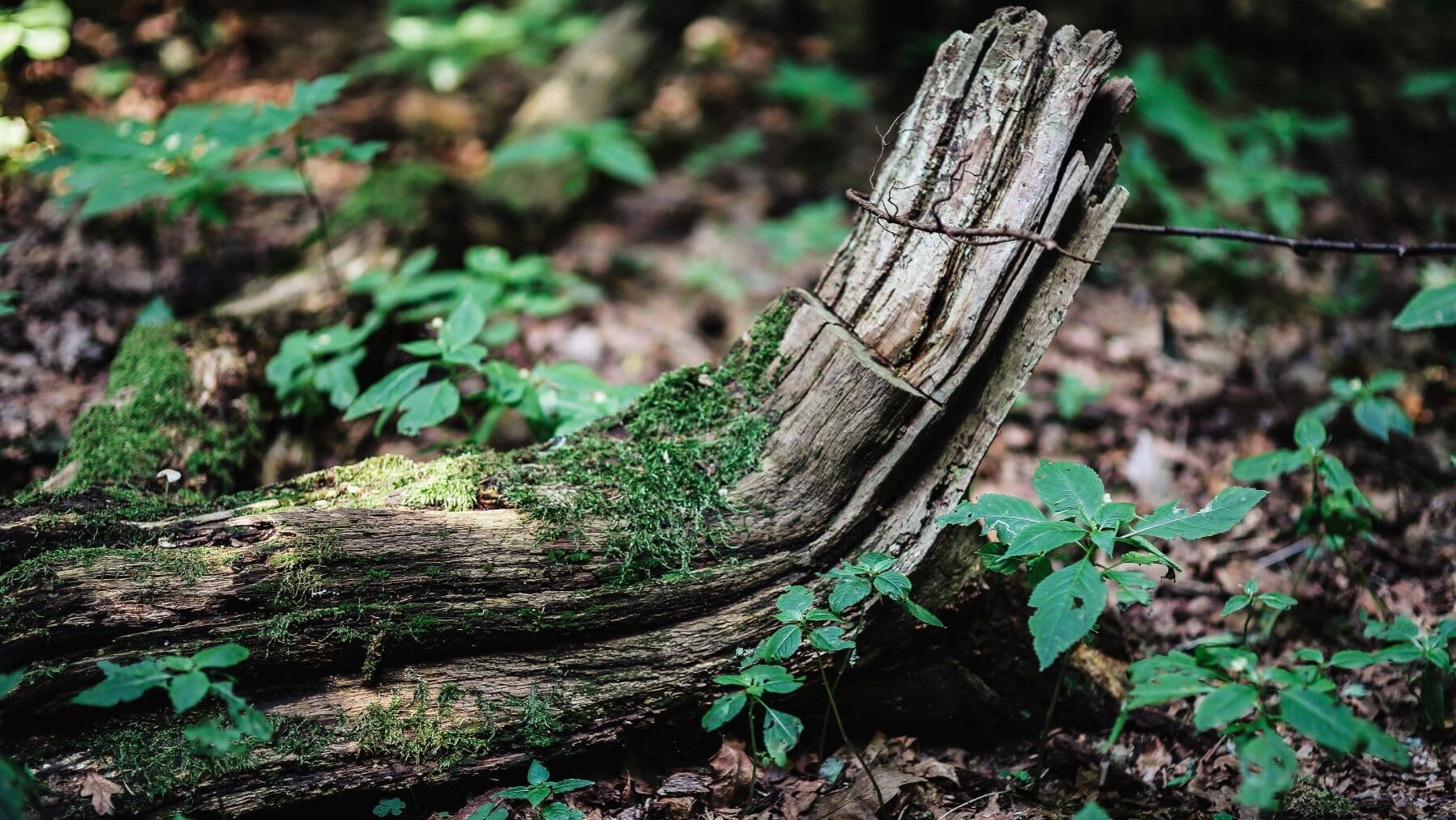 biodiversidad bosques madera muerta