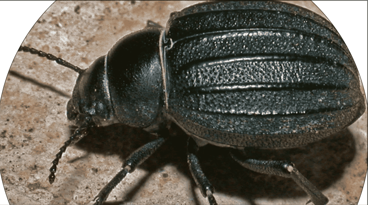 nombre escarabajo Laguna El Hito