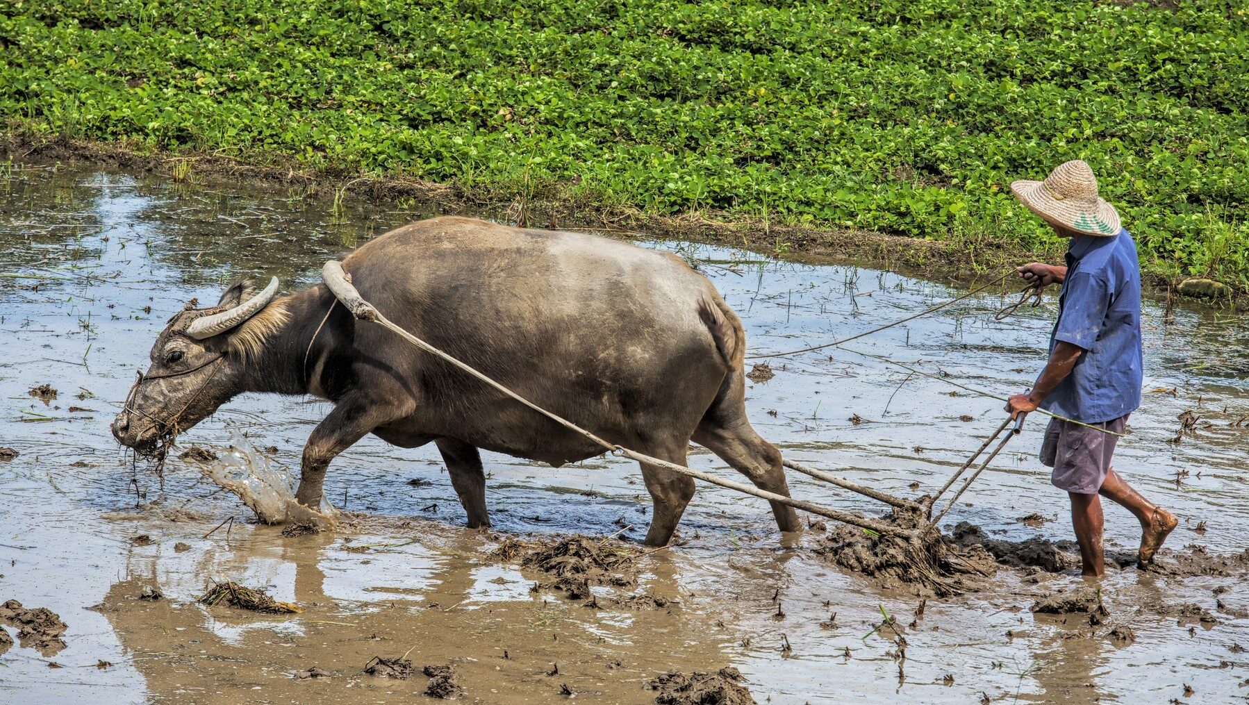 Cláusulas espejo sistemas alimentarios justos sostenibles