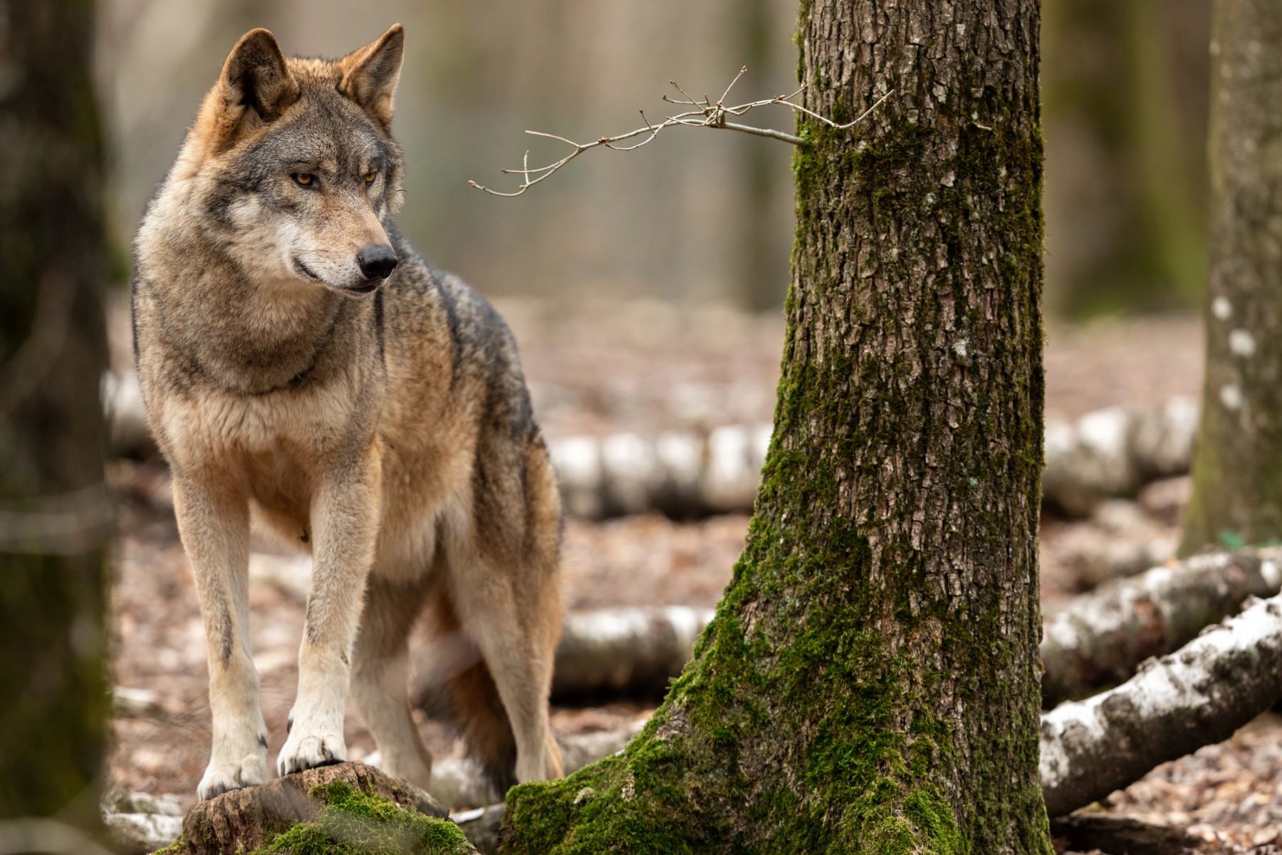 Consejo Andaluz Biodiversidad Ley Montes