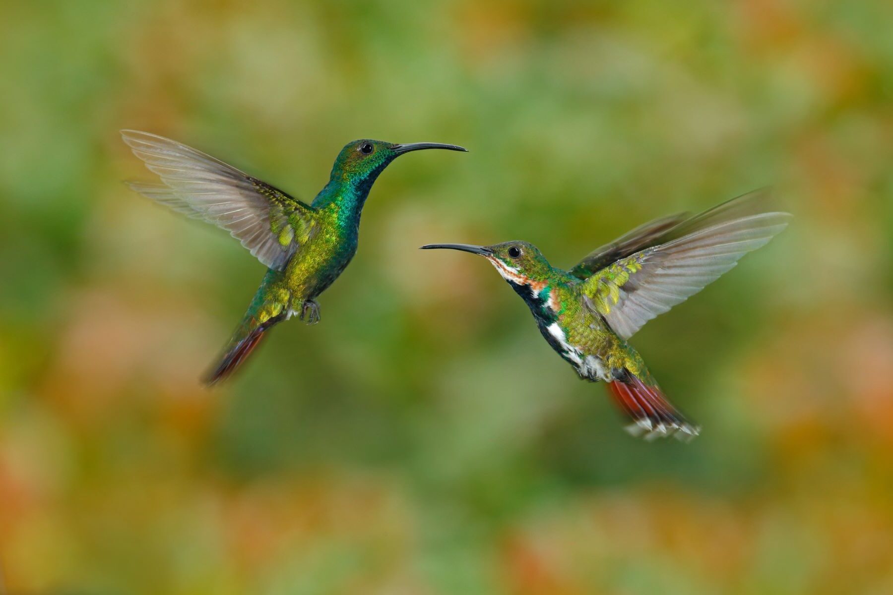 COP16 Biodiversidad sin acuerdos relevantes