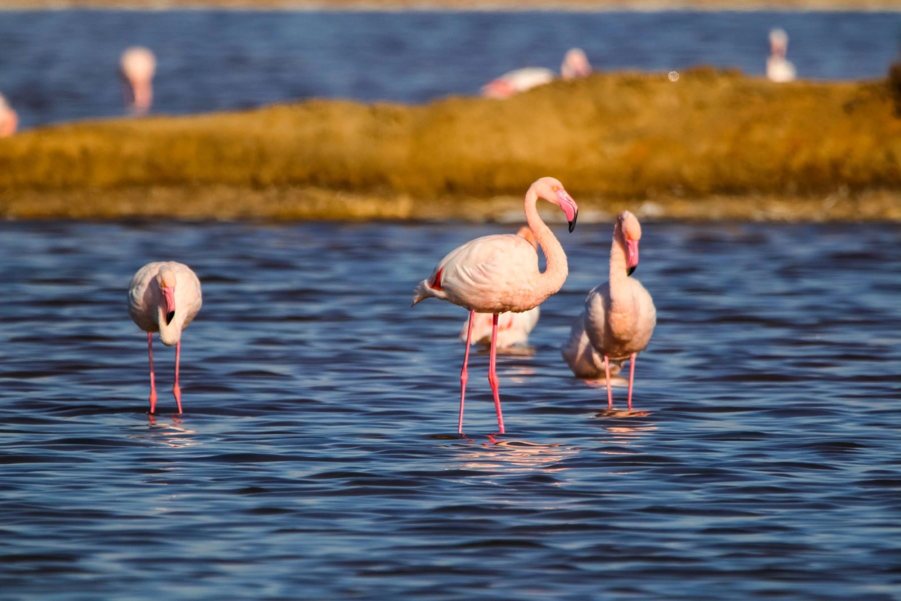 COP29 humedales cambio climático