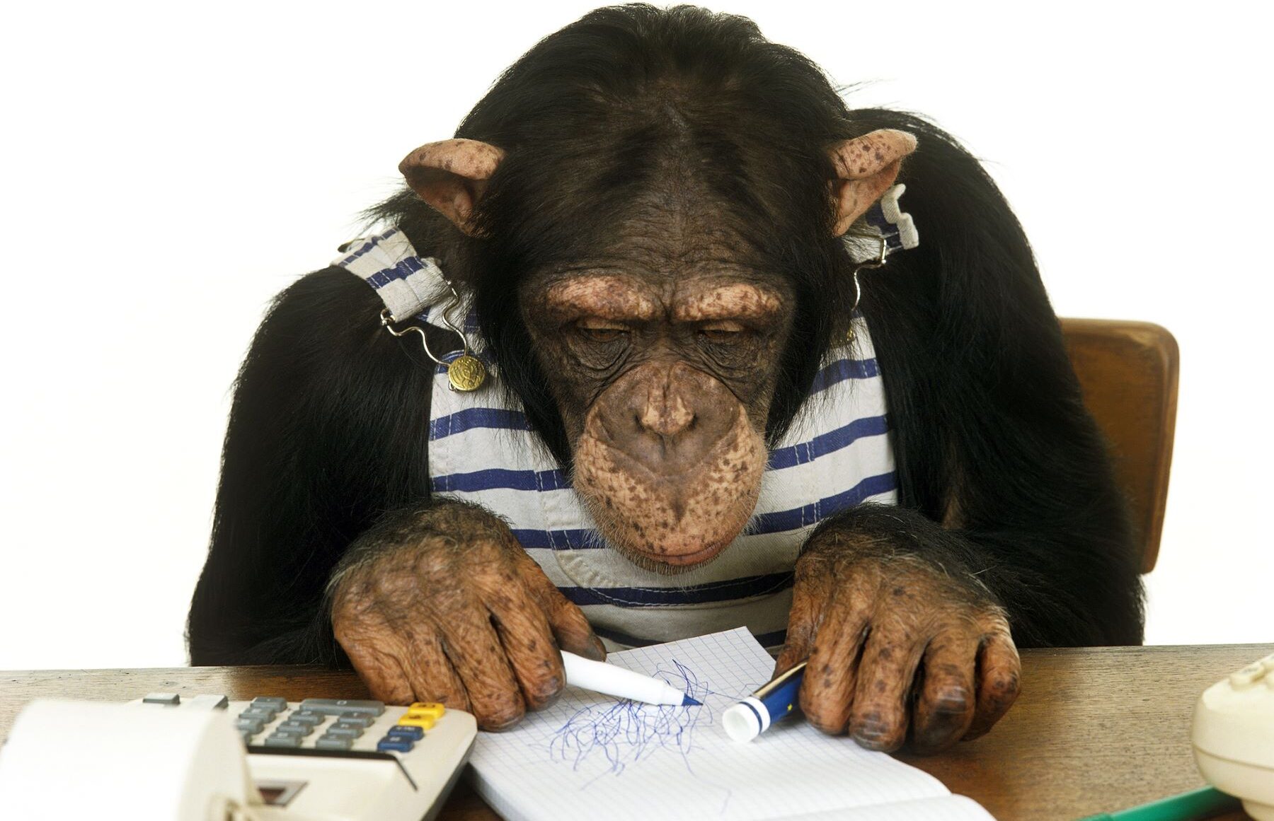 chimpancés público