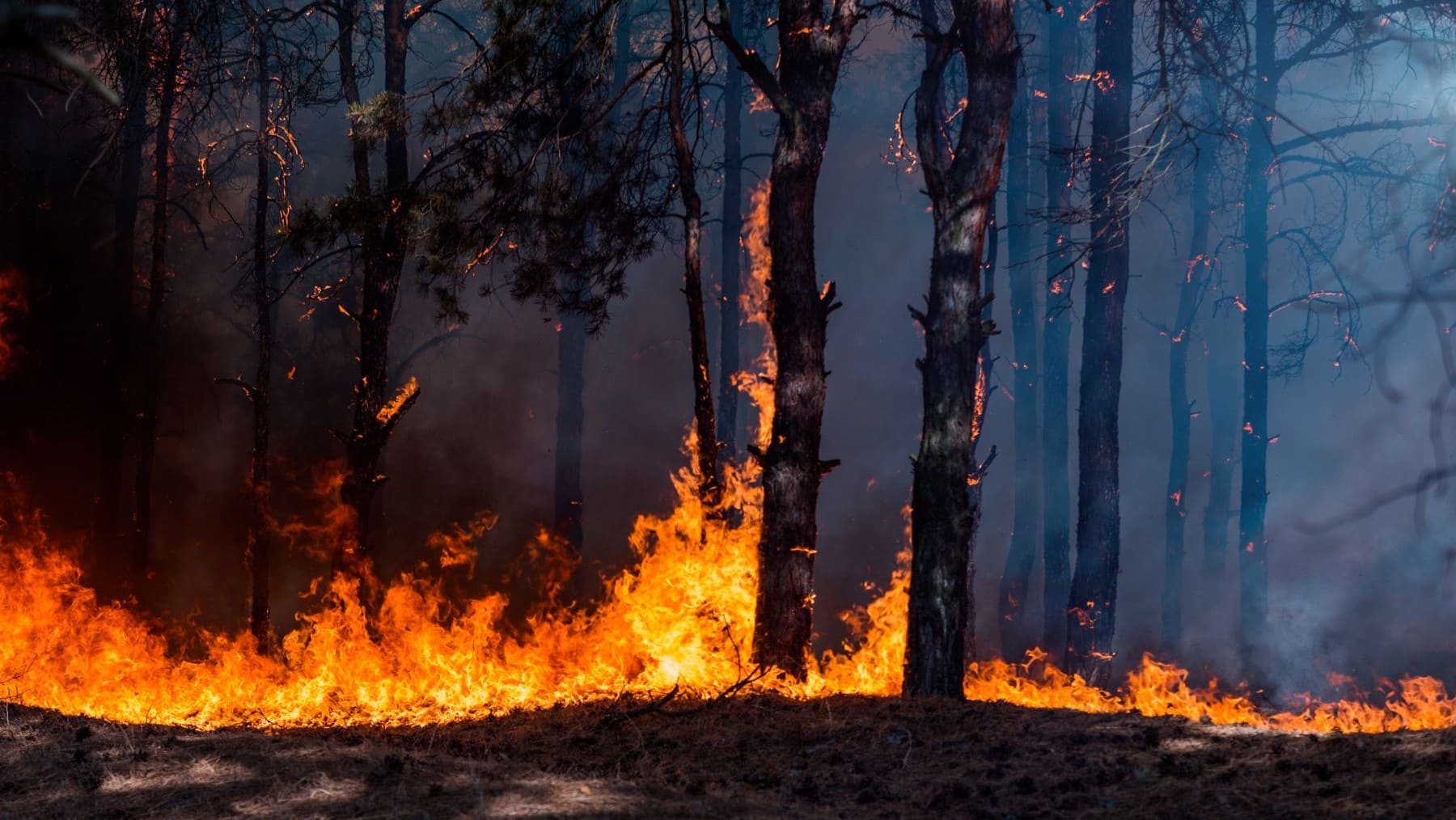 Plan Incendios Forestales Cantabria