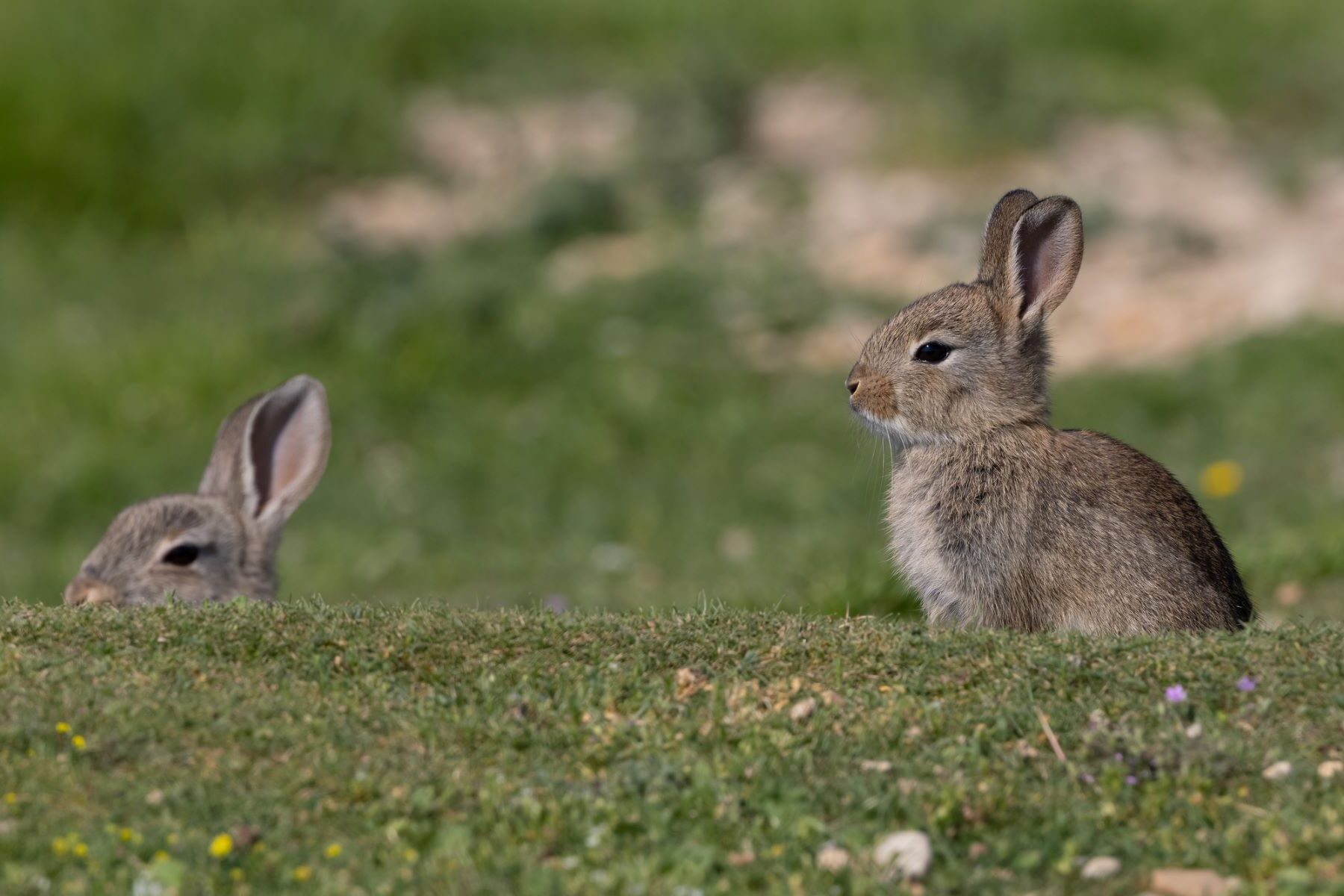 Andalucía Murcia enfermedades fauna silvestre