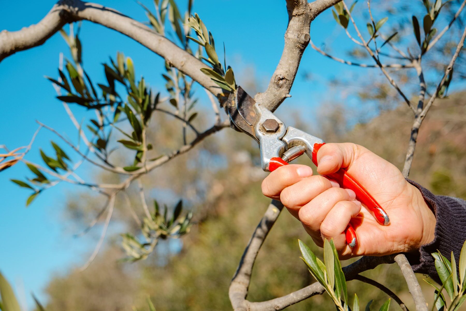 ReBiOl valorización poda olivar