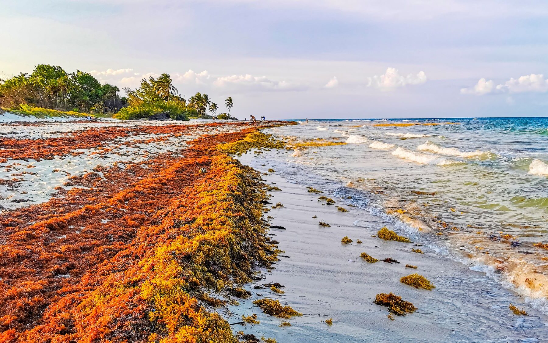 alga sargazo fertilizantes ecológicos cuero vegano
