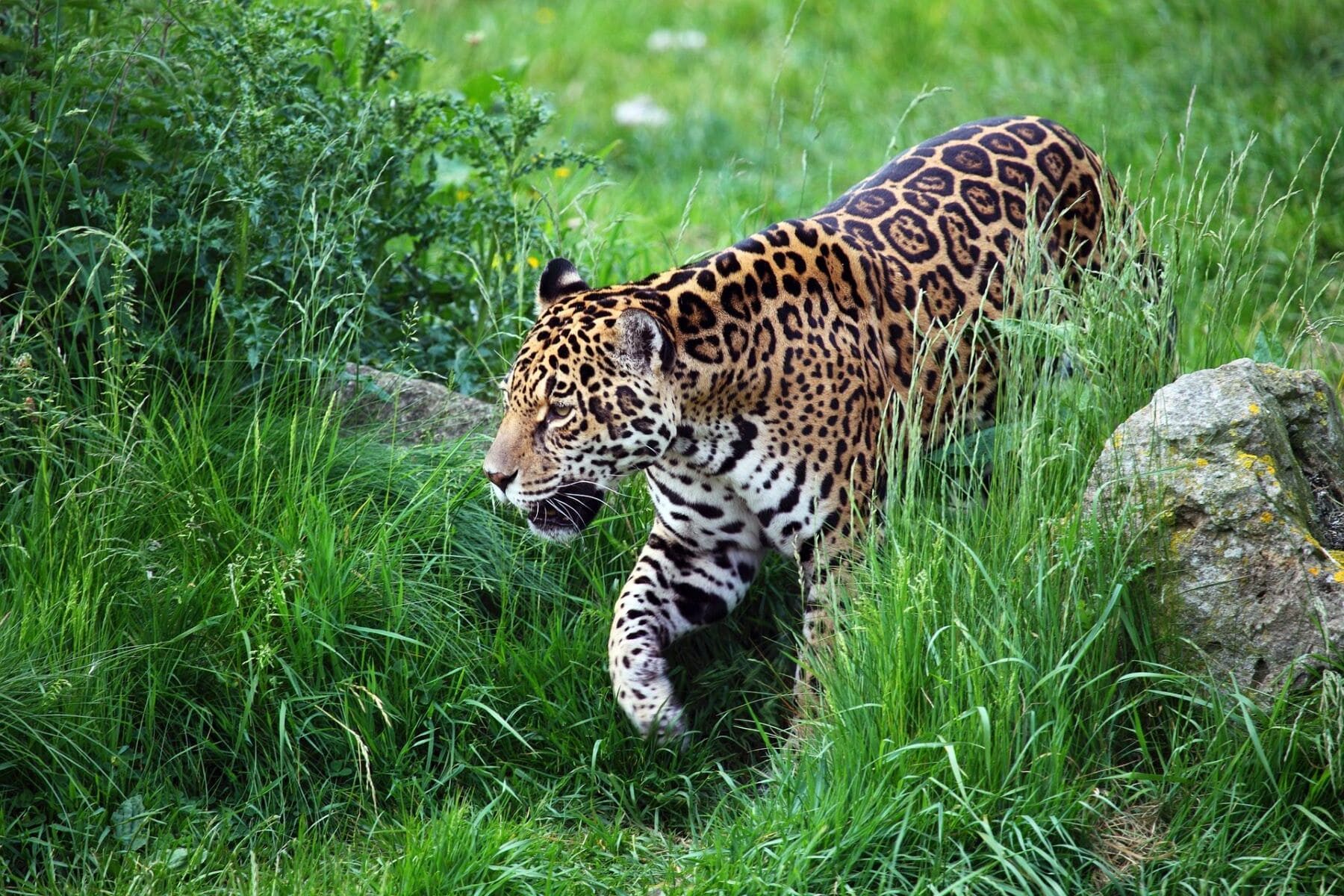 narcotráfico jaguares Centroamérica