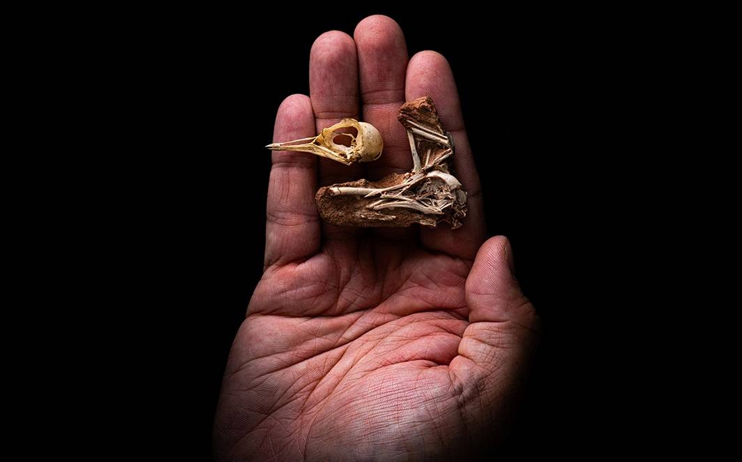 Raíces inteligencia aviar