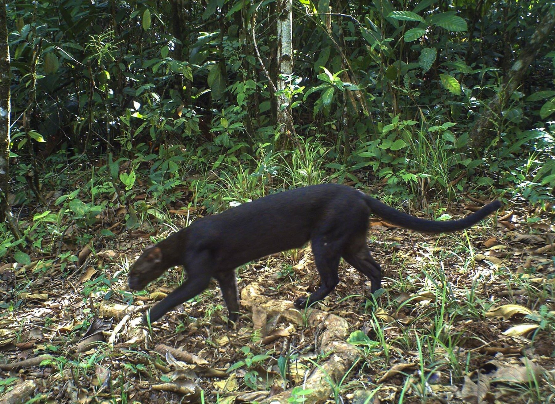 yaguarundí margay colapso Latinoamérica