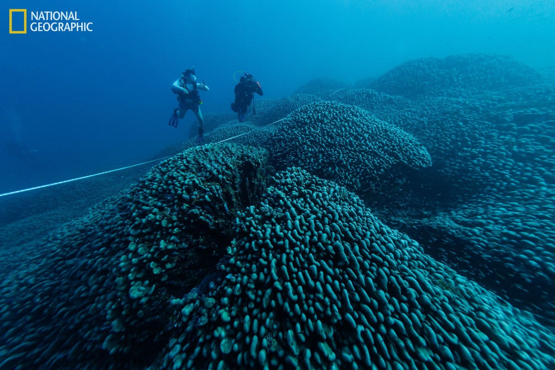 coral Islas Salomón