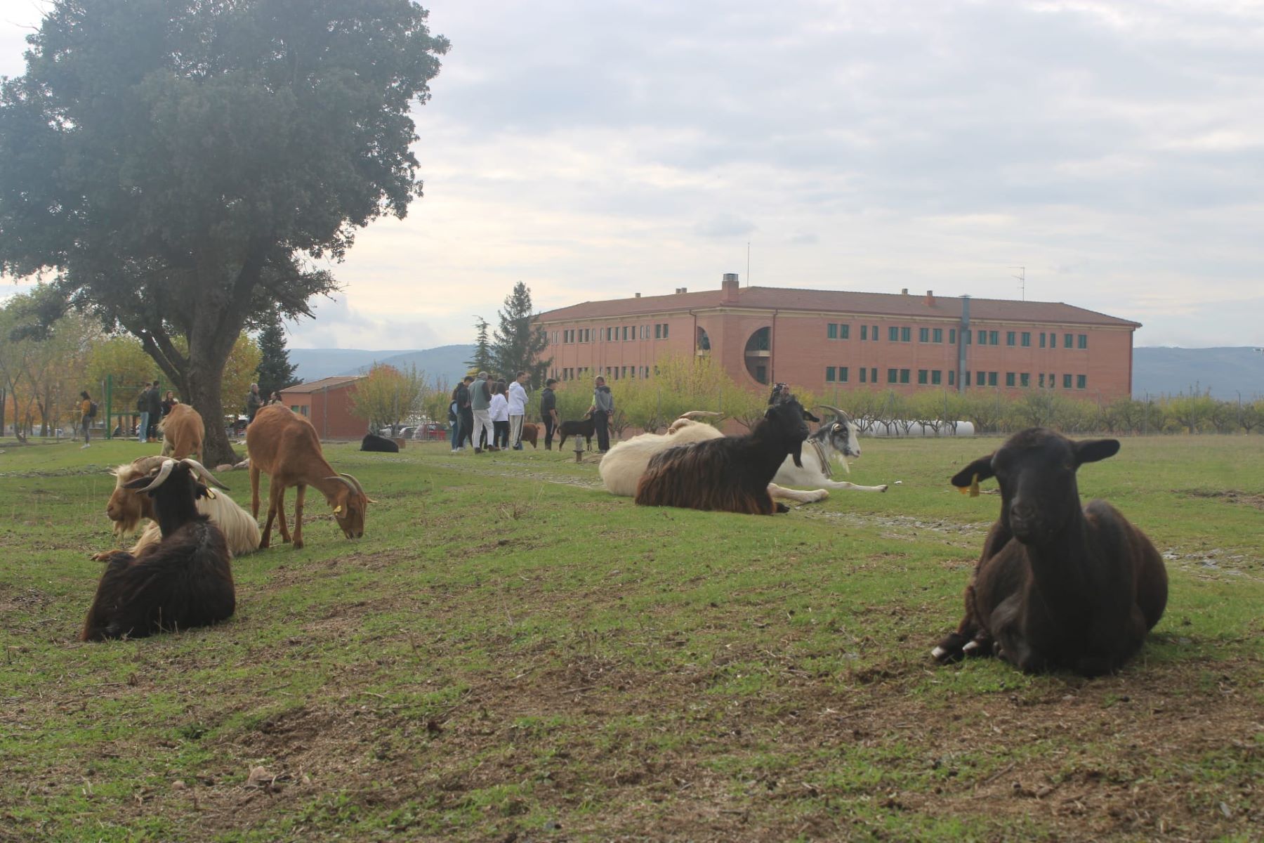 Escuela Pastores Reactiva Brañosera