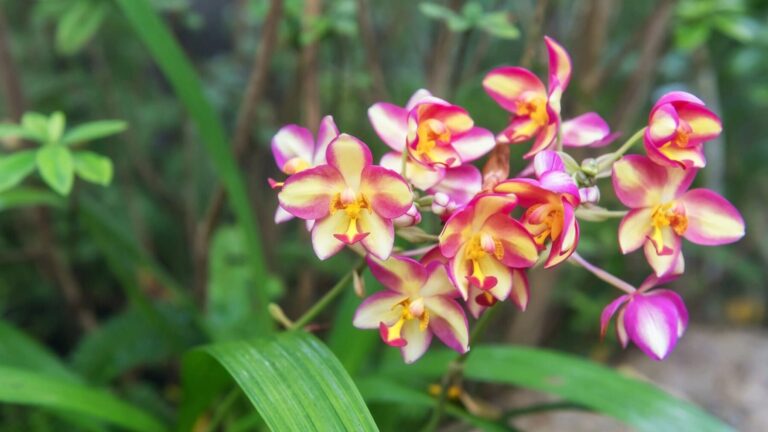 orquídeas Bosque Protección Alto Mayo Perú