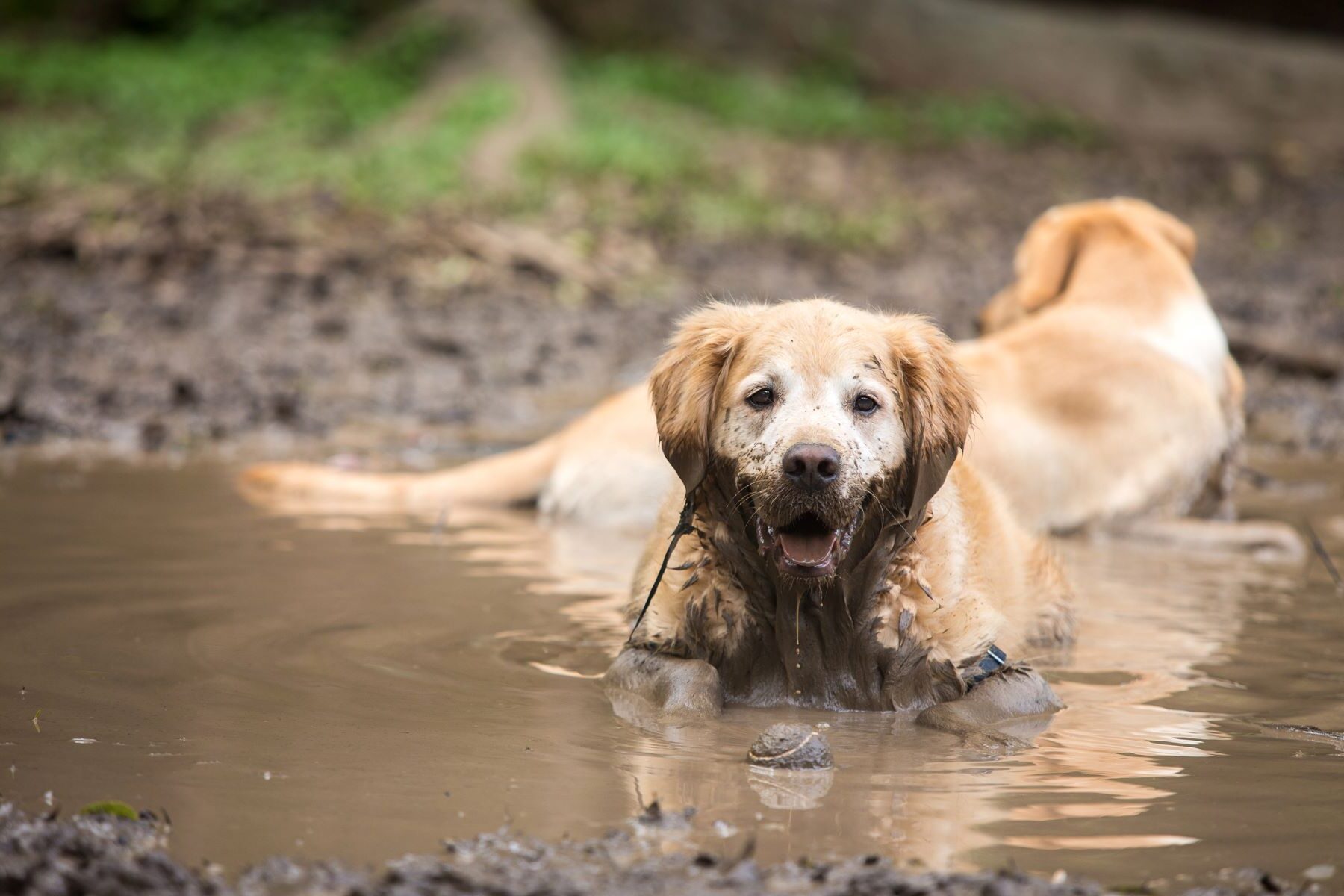 protocolos rescate animales desastres naturales